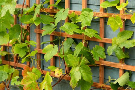 The Ultimate Guide to Attaching Trellis Panels to Your .